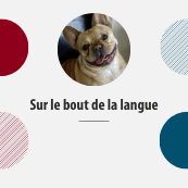 French bulldog