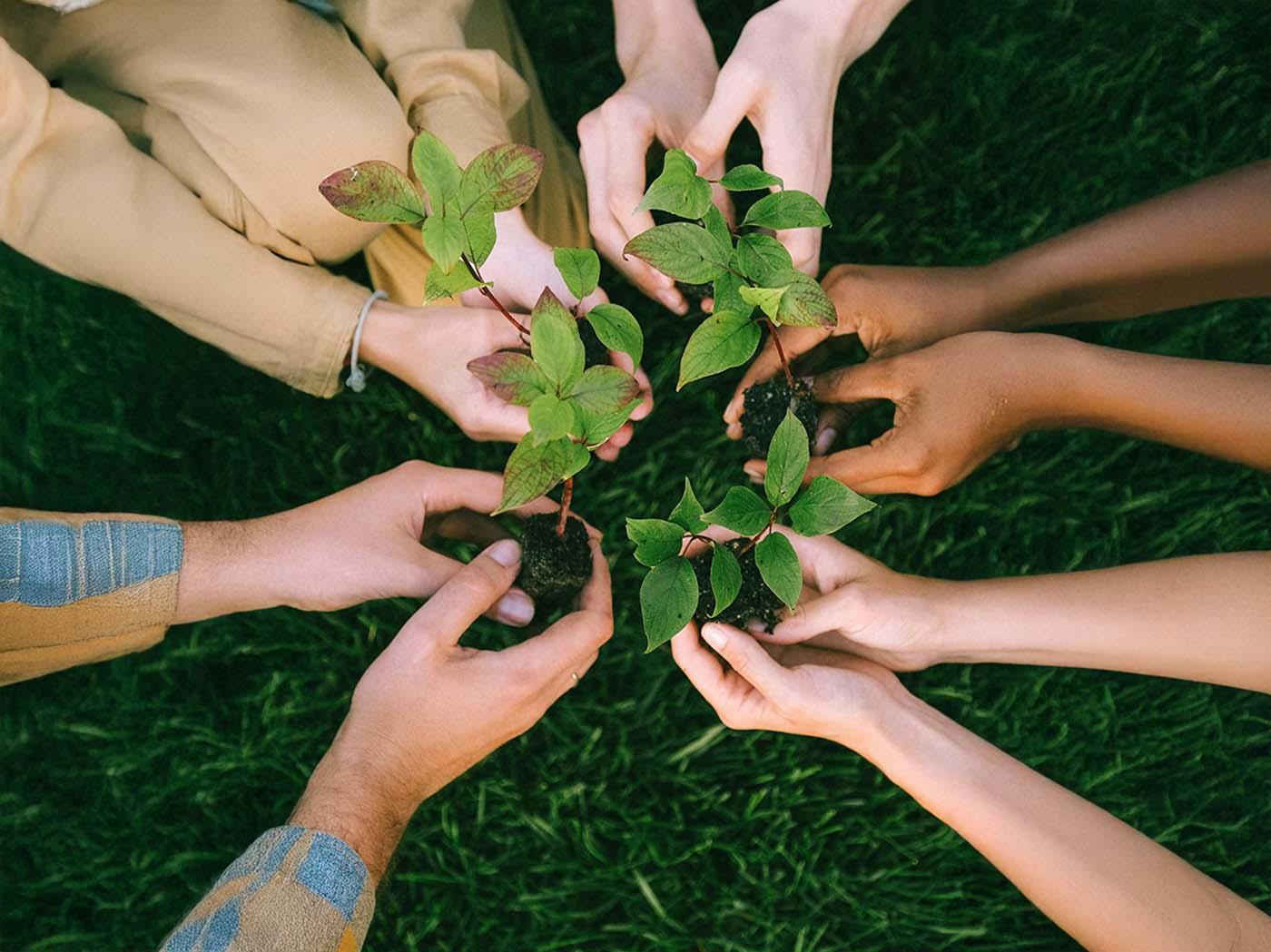 Hands together holding plants