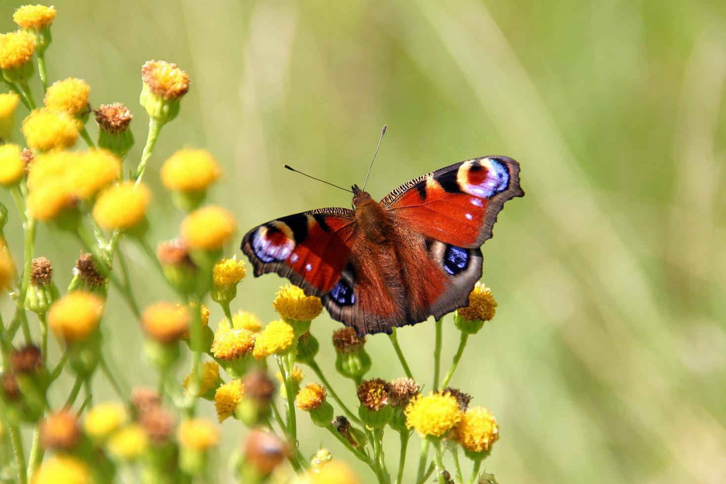 Butterfly on flowers
