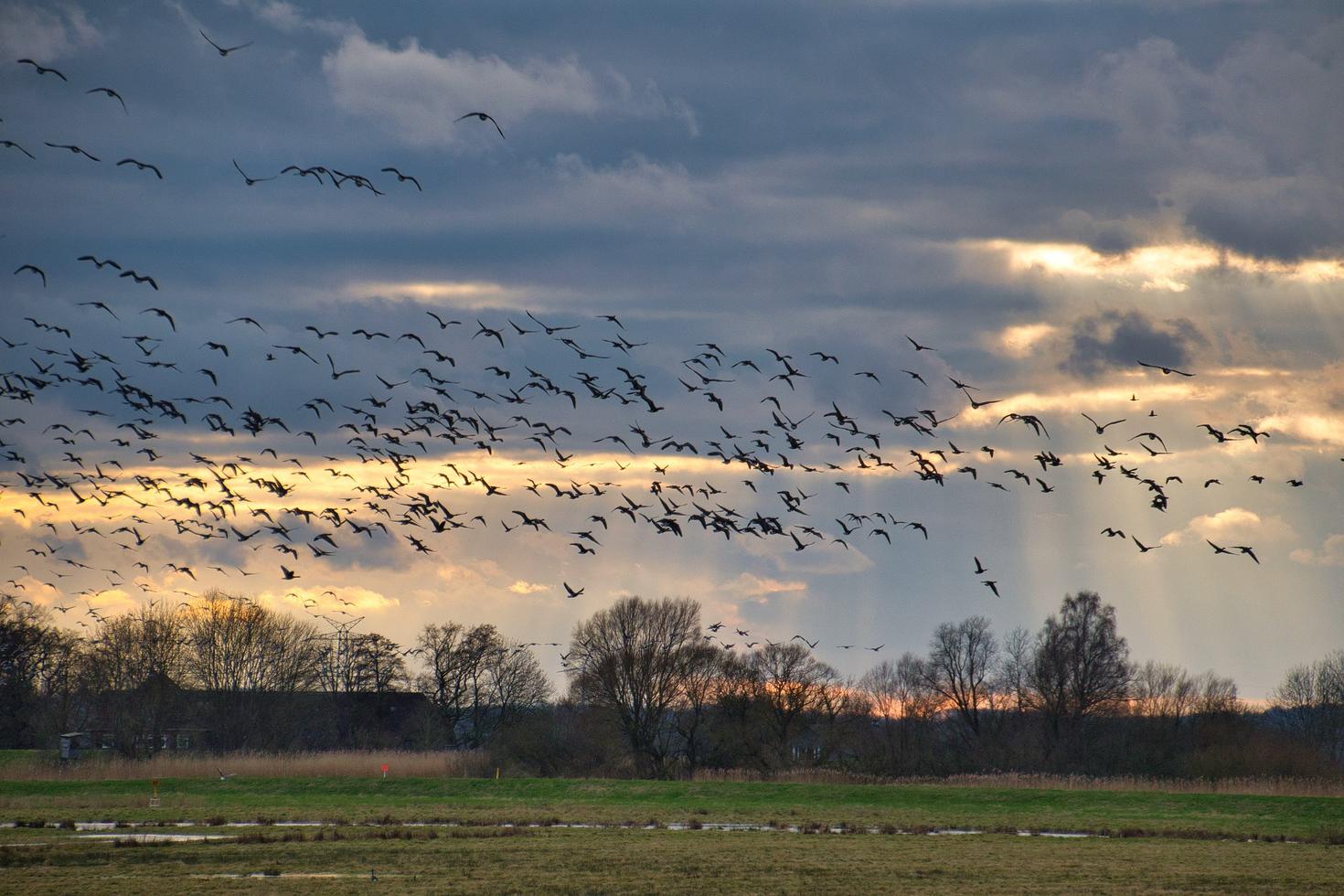 A flock of birds