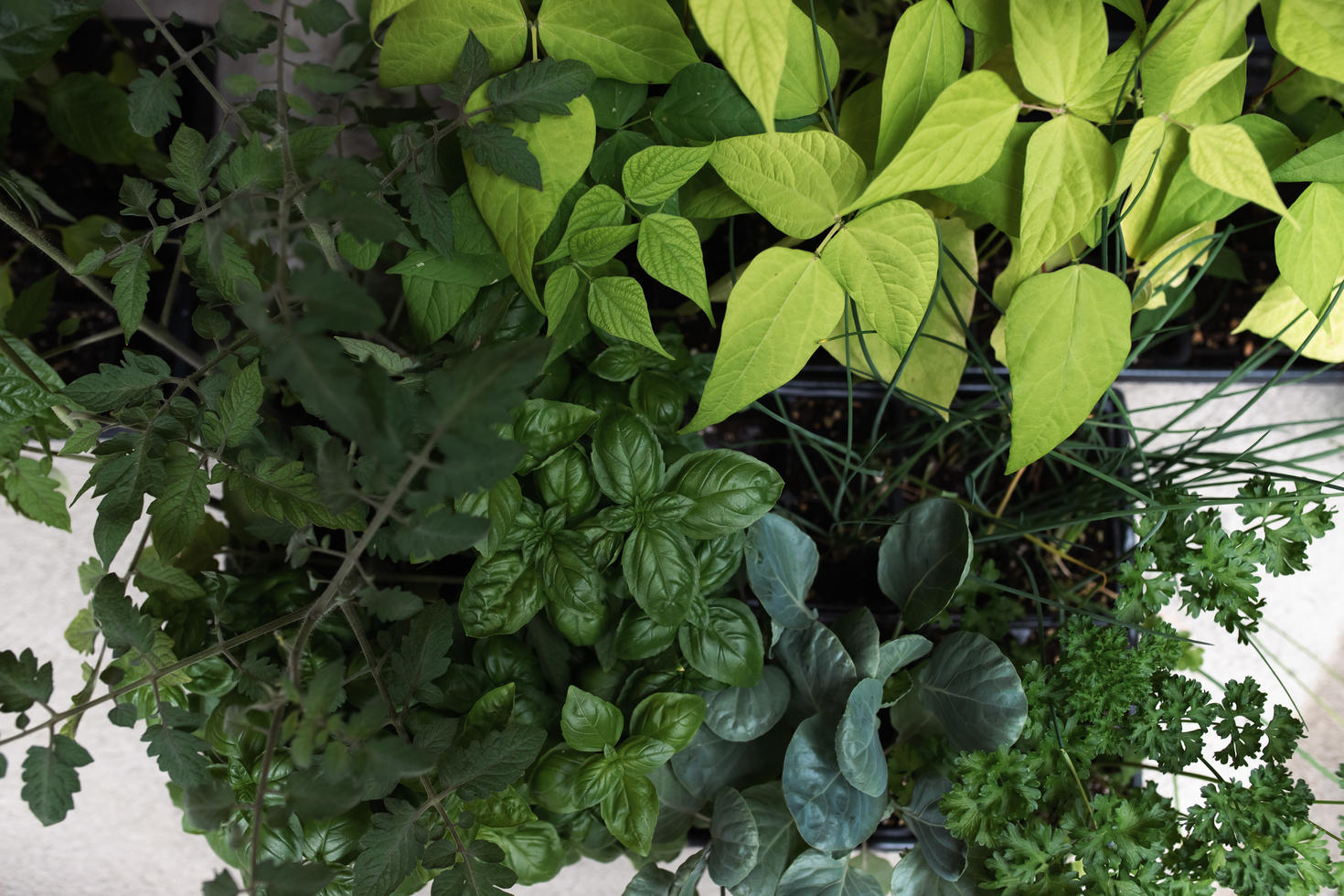 Some of the plants that were delivered to community partners