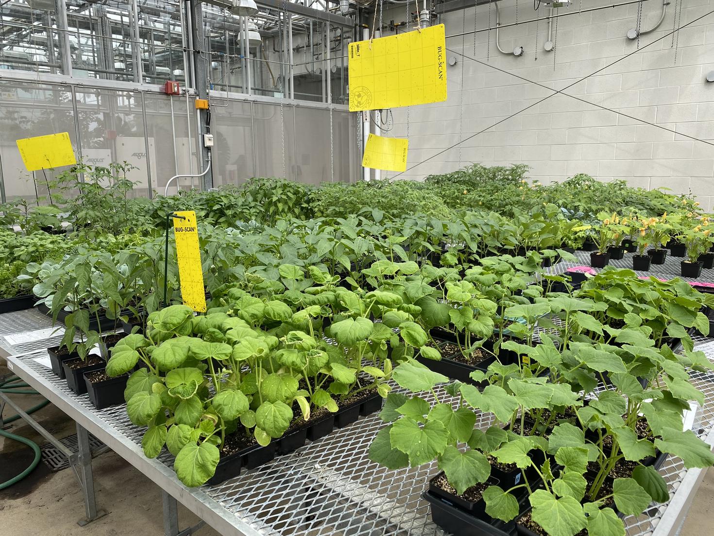 Plants in the uOttawa greenhouse