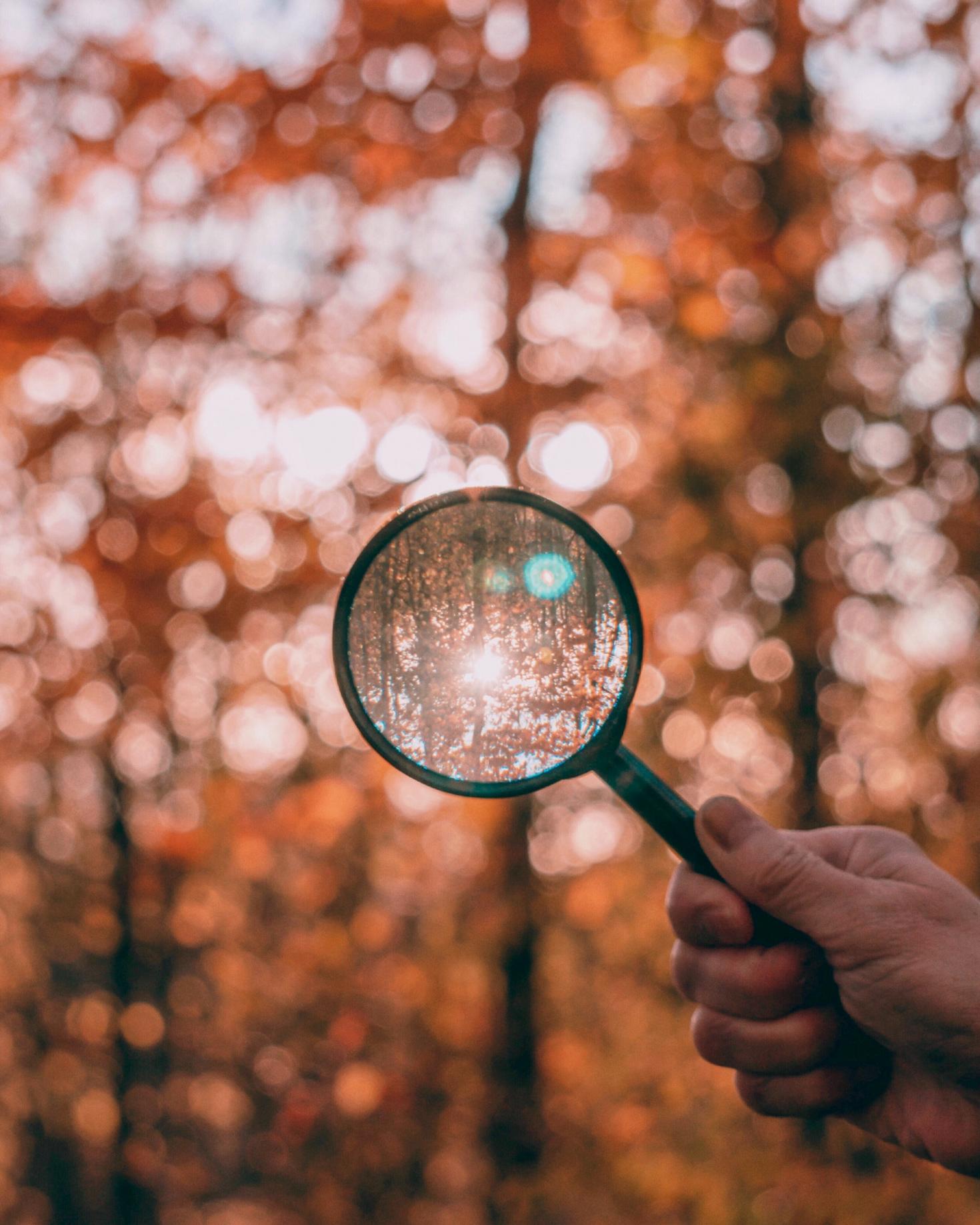 A image of the forest under the view of a magnifying glass.