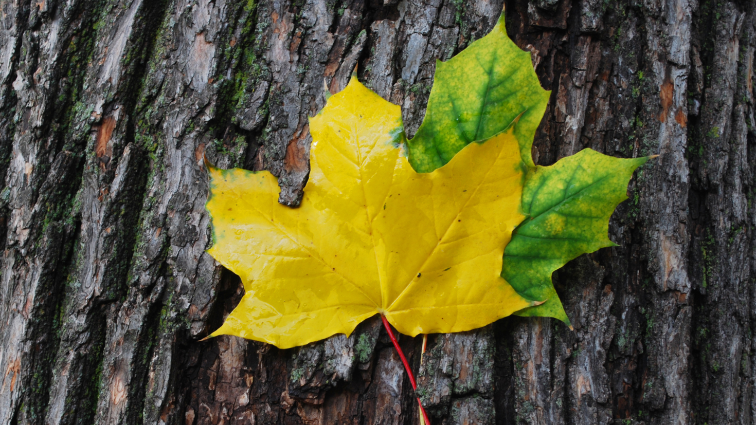 Two maple leaves representing linguistic duality