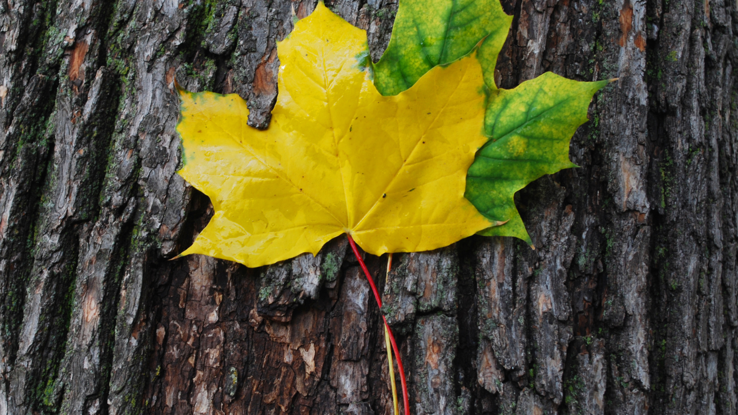 Two maple leaves