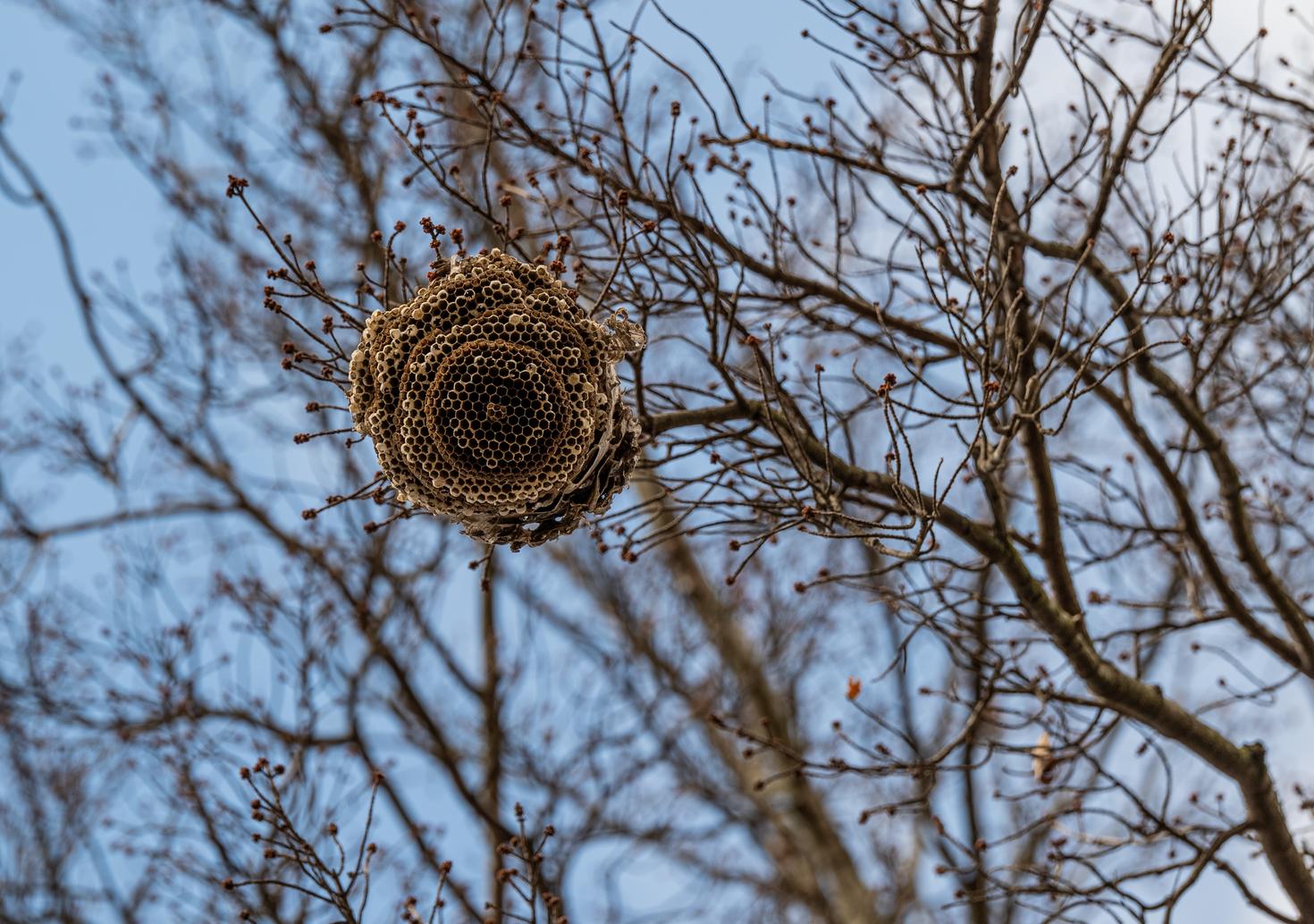 Bee hive on tree branch