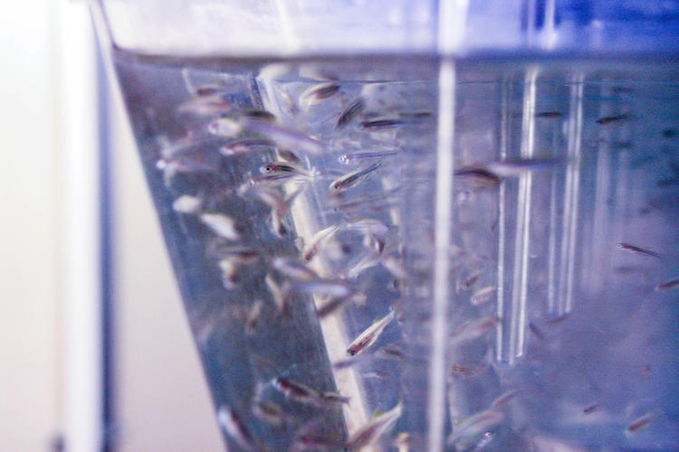 Fish in water