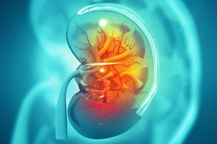 Kidney