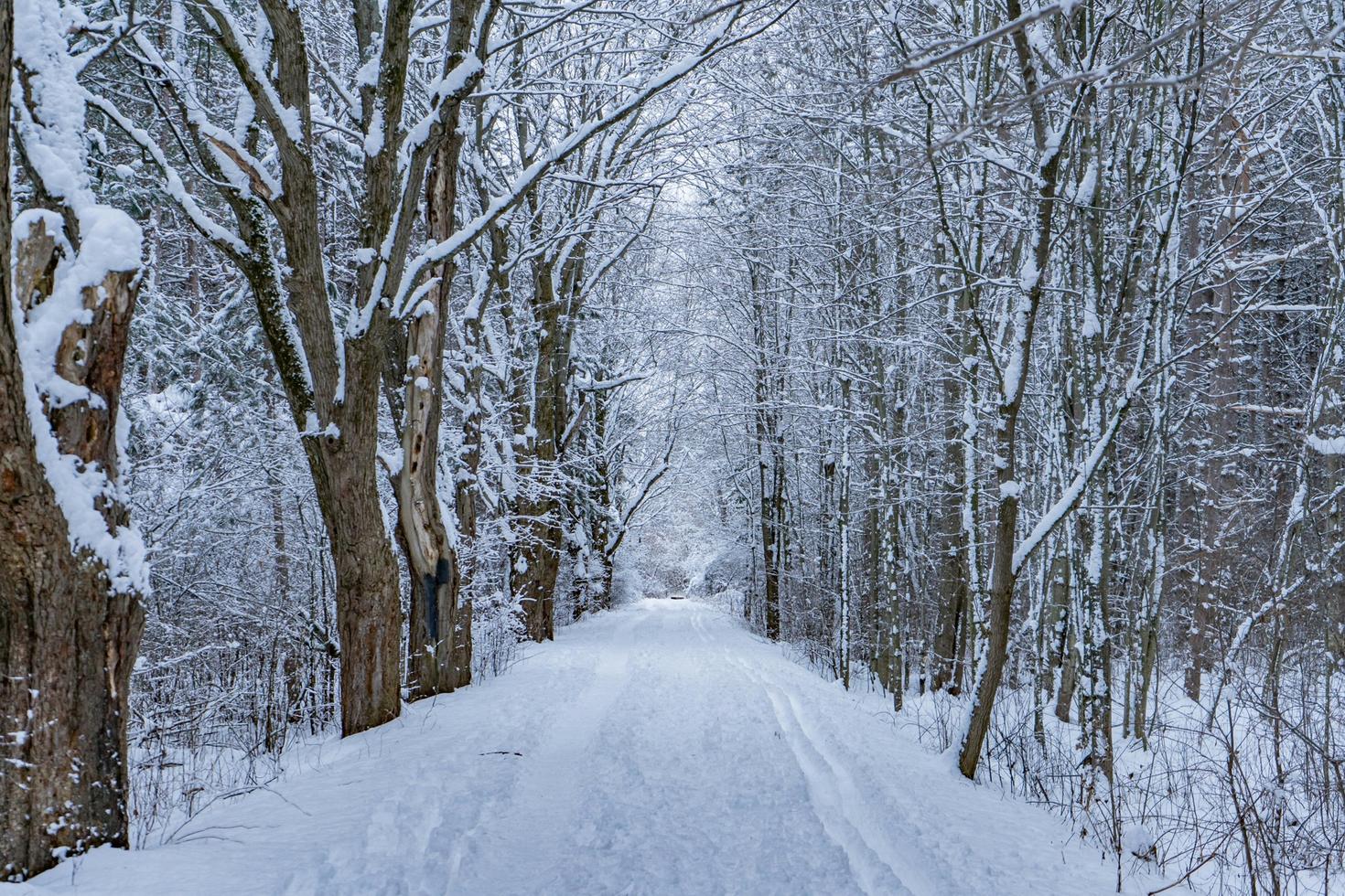 Delayed January Thaw 