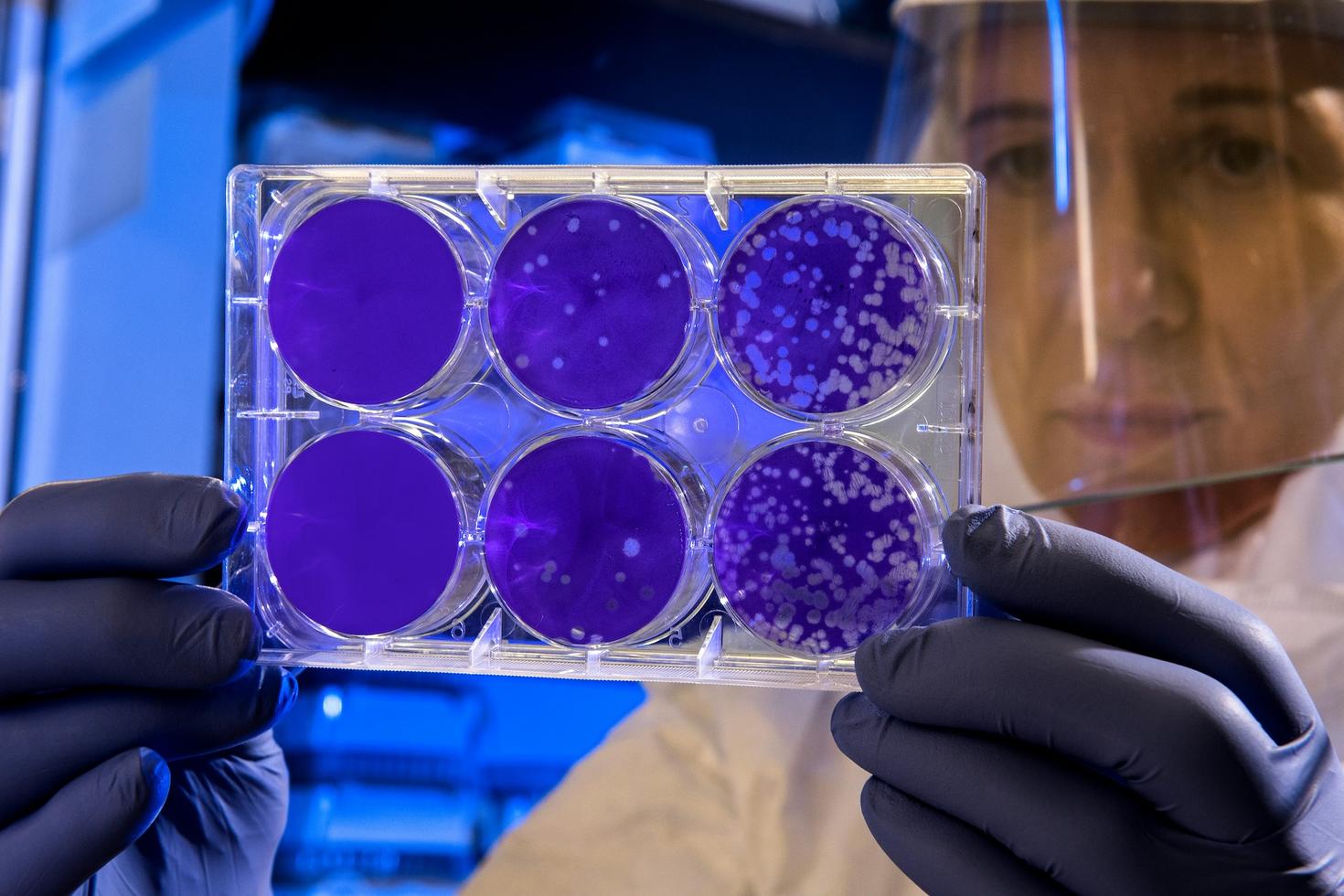 Researcher looking at samples