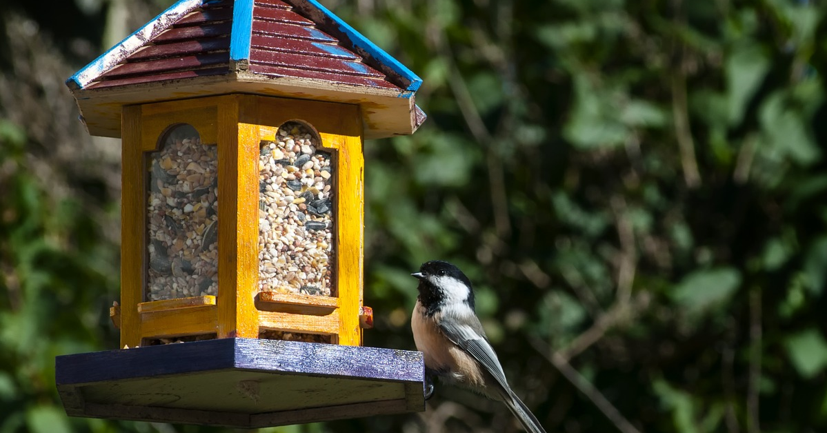 A chickadee perched on a feeder.