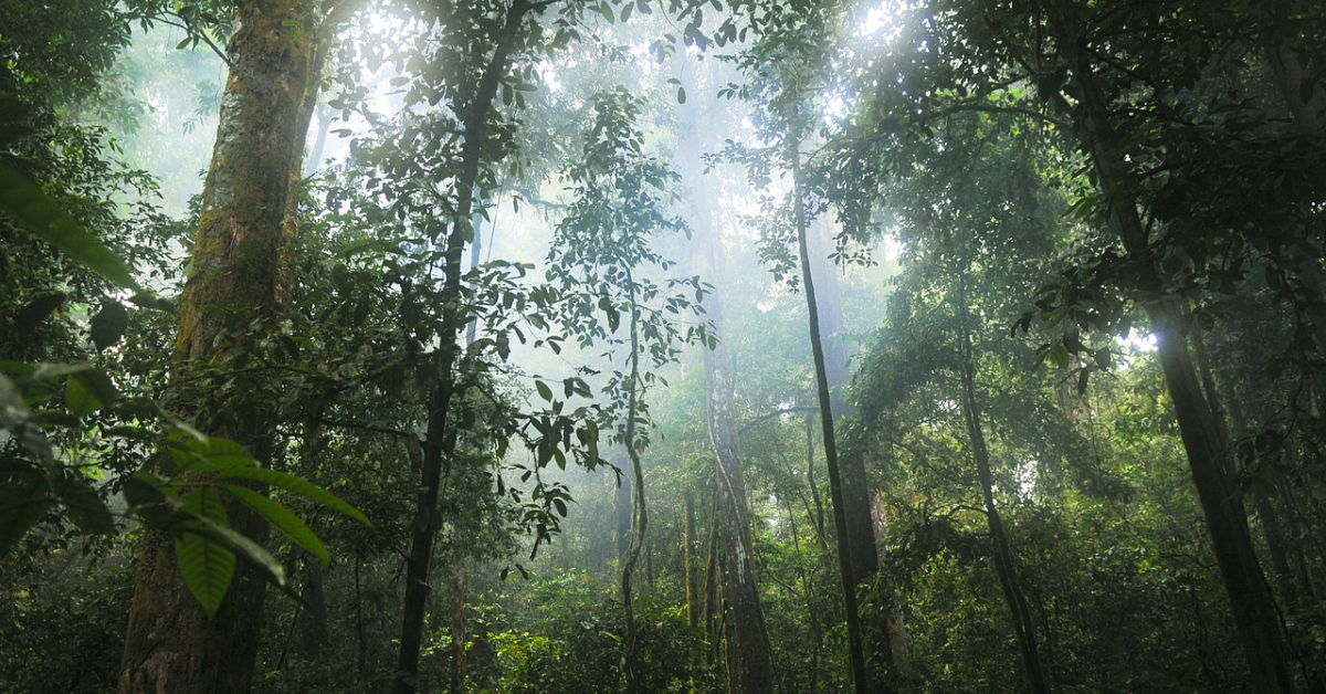 The sun shining through trees in a dense rainforest.