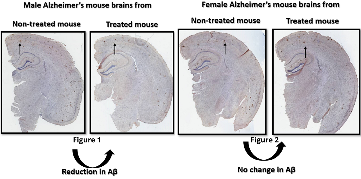 Comparisons of study male and female brains