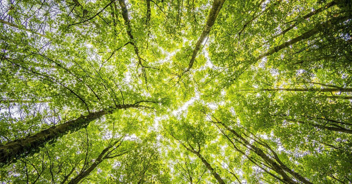 an image showing the top of trees