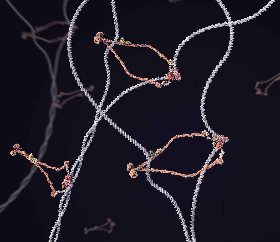 The molecular defects associated with the LIC Syndrome