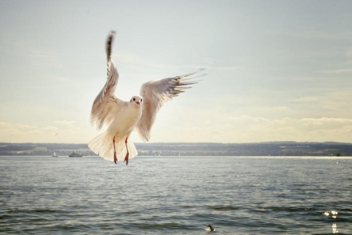 Seagull flying over water