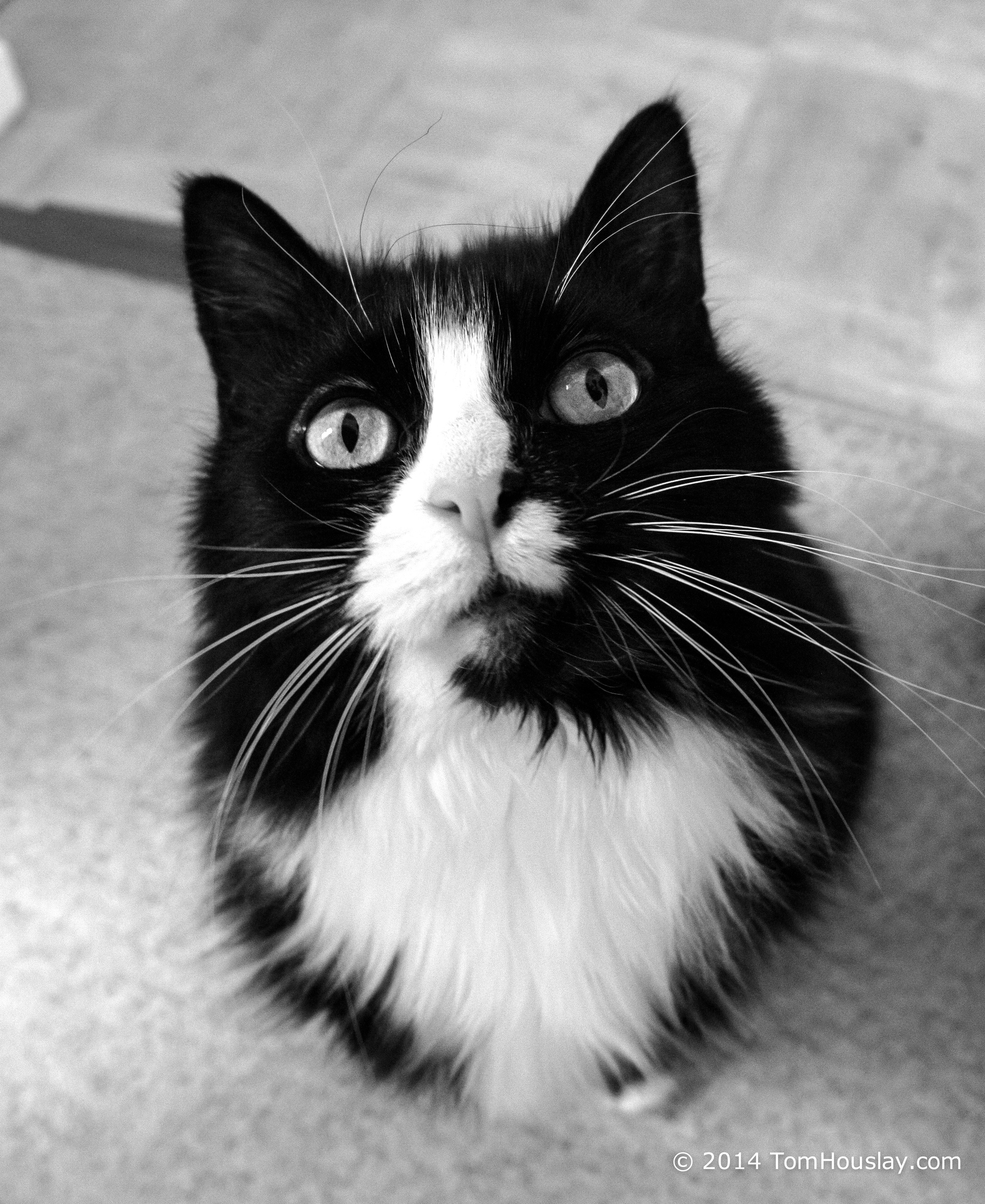 Photo de chat en noir et blanc