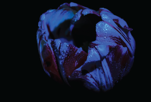 Une tulipe bleue