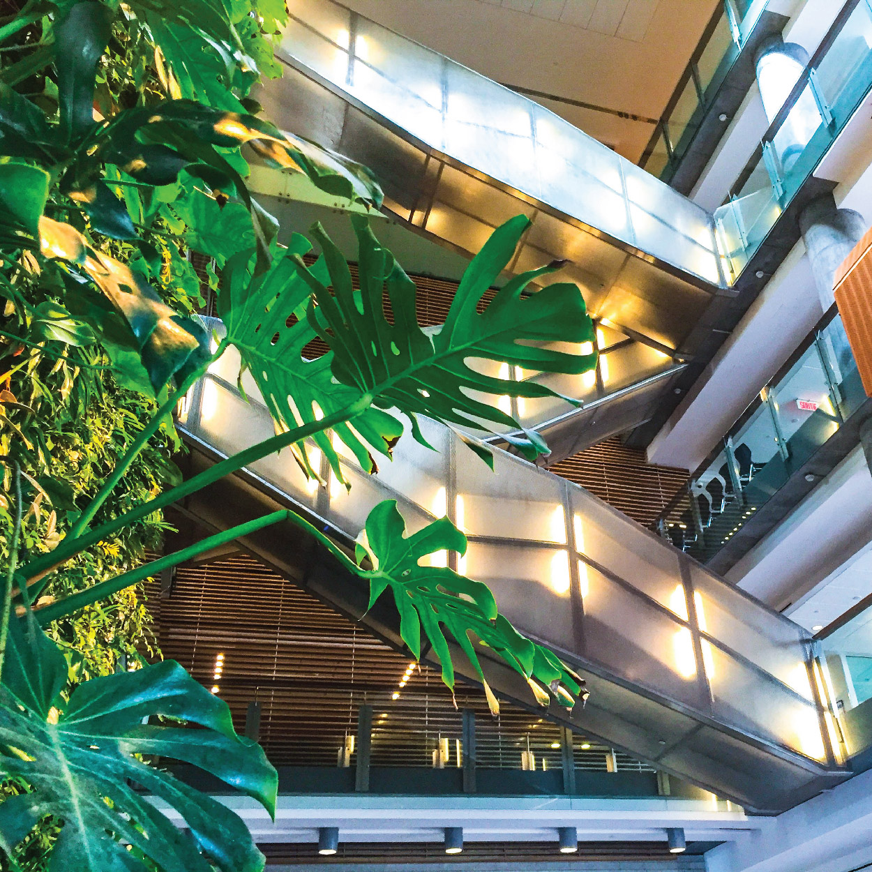 Plant in front of stairs at the Faculty of Social Sciences building