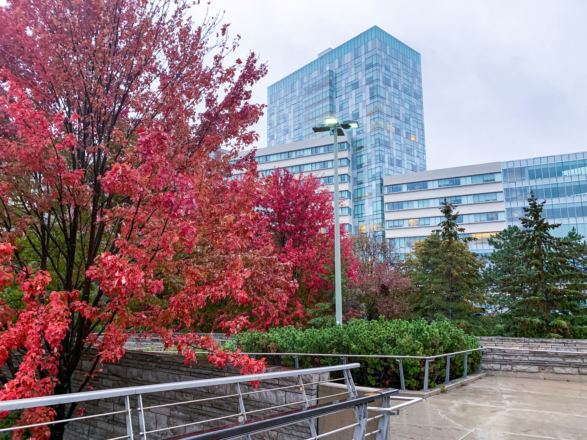 Fall leaves in front of the FSS building