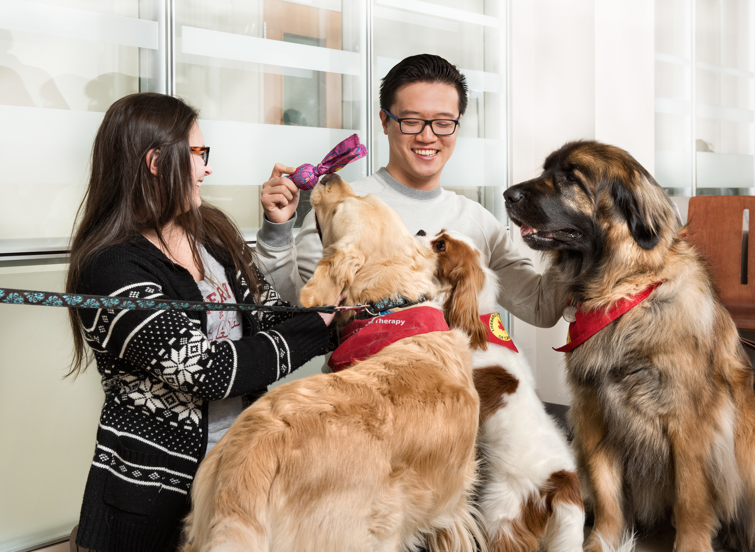 therapy dog session