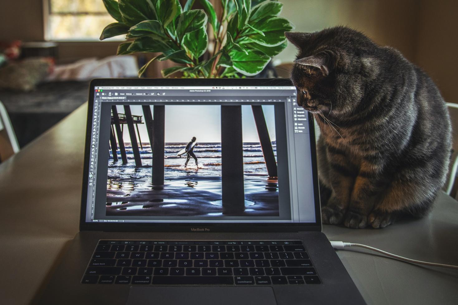 Cat looking at a computer.