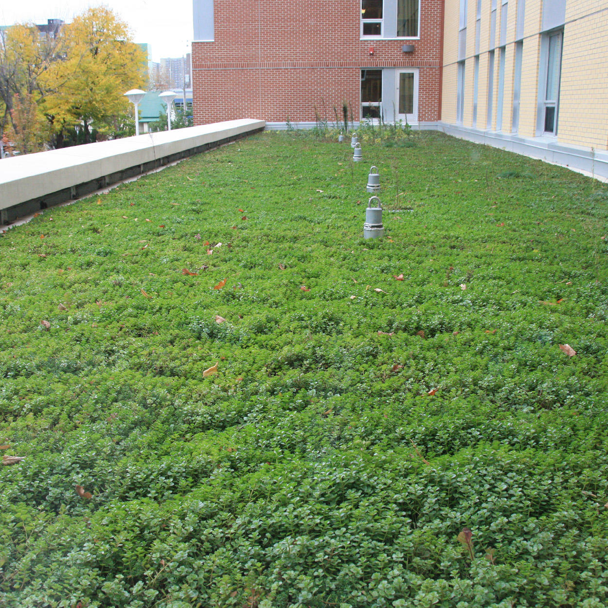 A green roof at the University of Ottawa