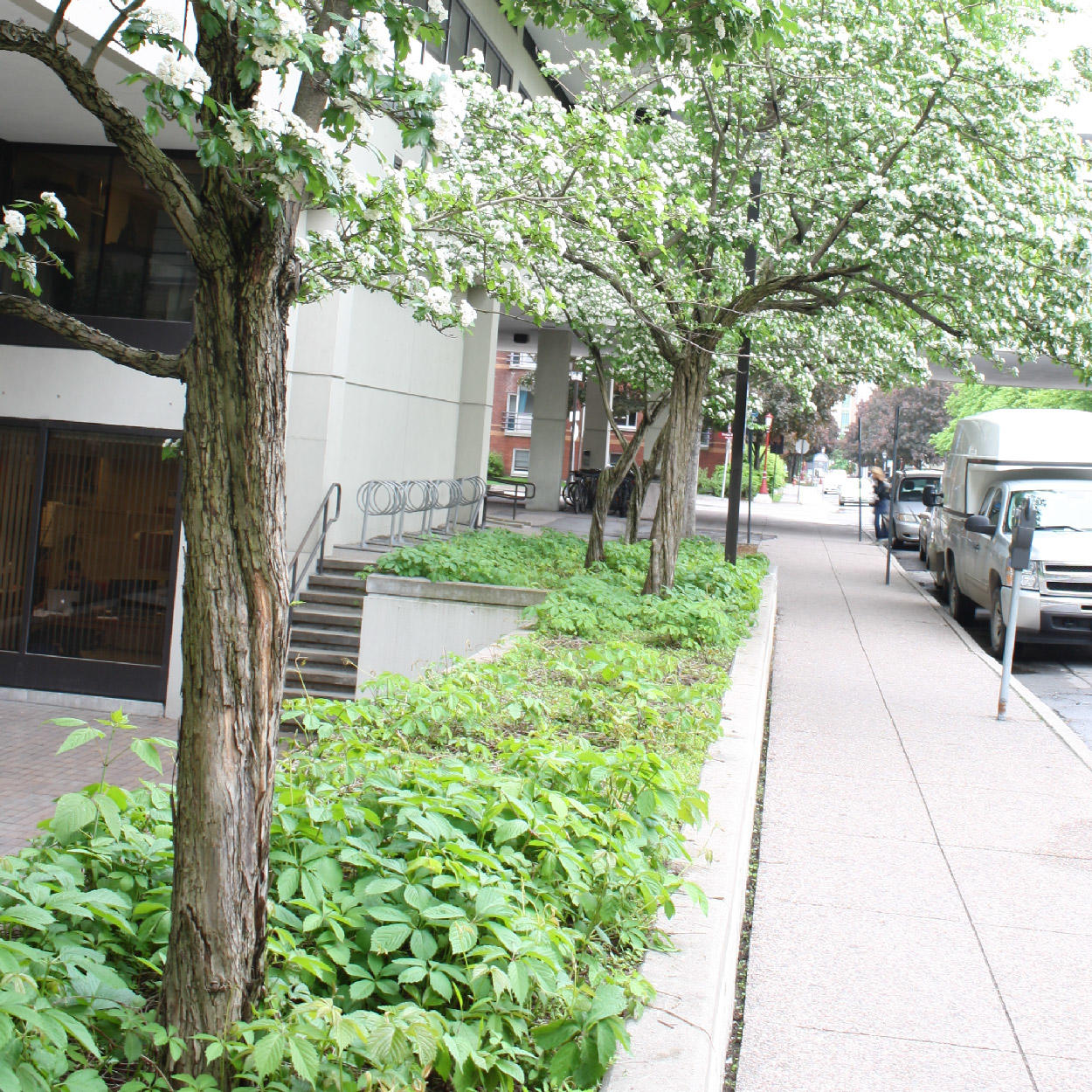 Campus green space with shrubs and trees along a sidewalk
