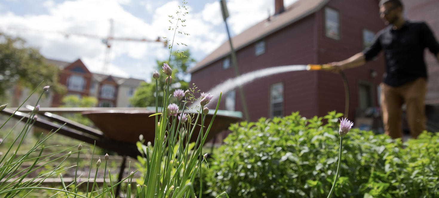 uOttawa community garden with wheelbarrow and someone watering
