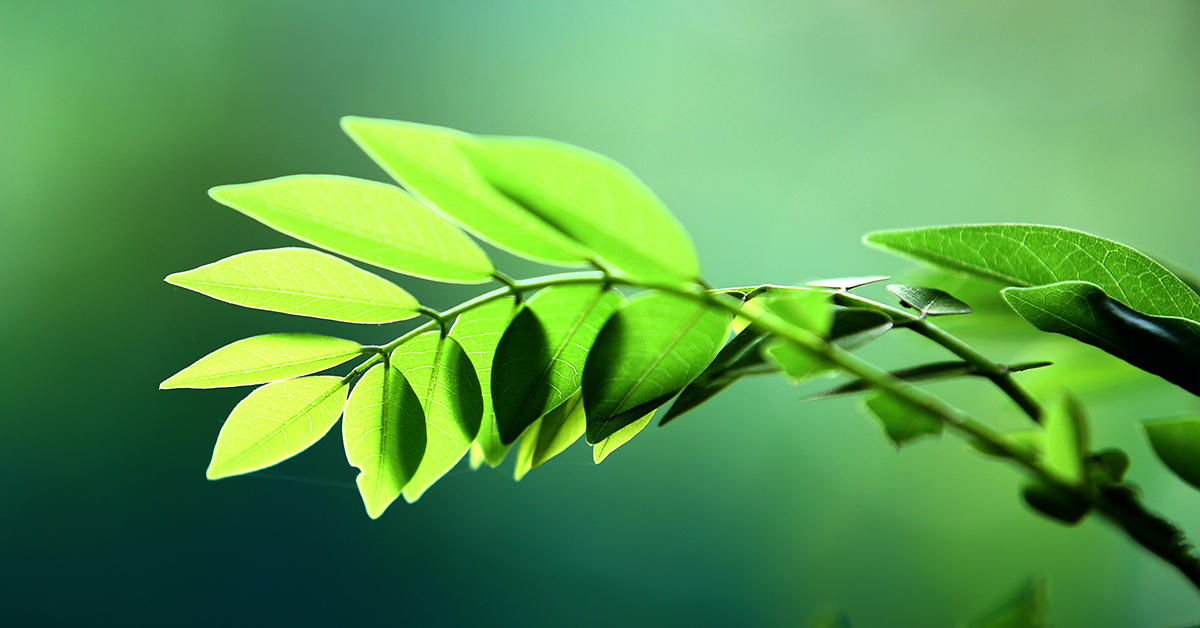 A green branch on a green background