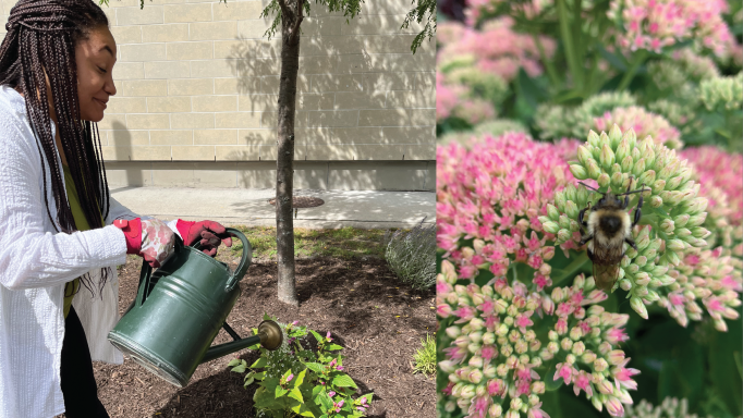A uOttawa student water pollinator plants on campus