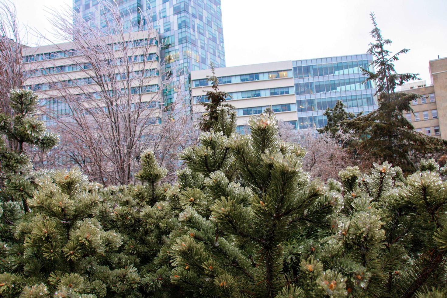 Conifers with the FSS building in the background
