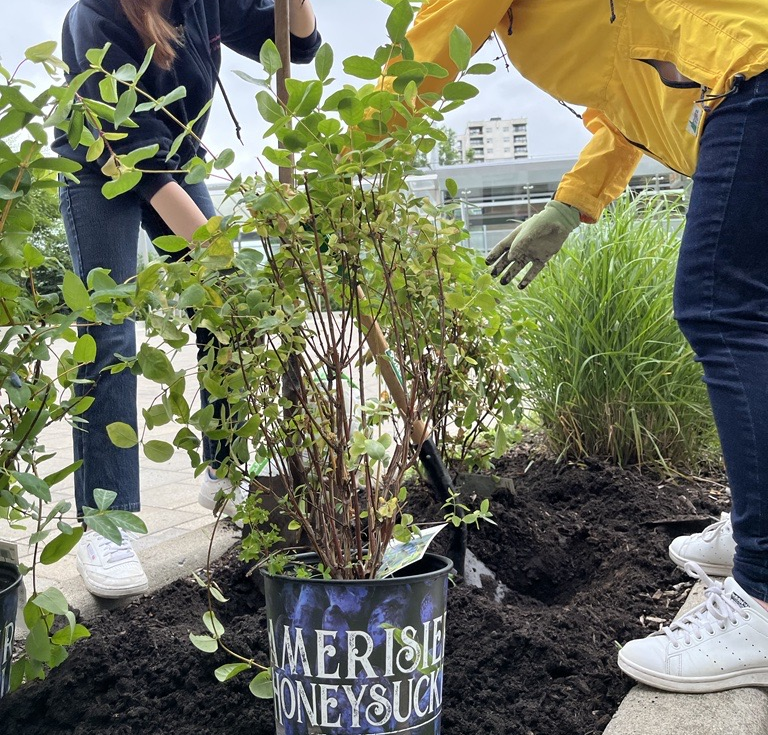 Volunteers planting fruit trees on campus