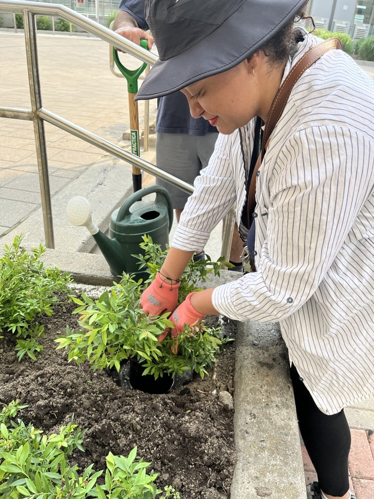 Volunteers planting fruit trees on campus