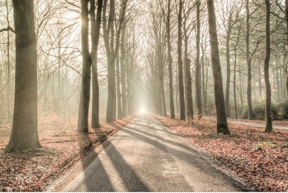 Forest with trees