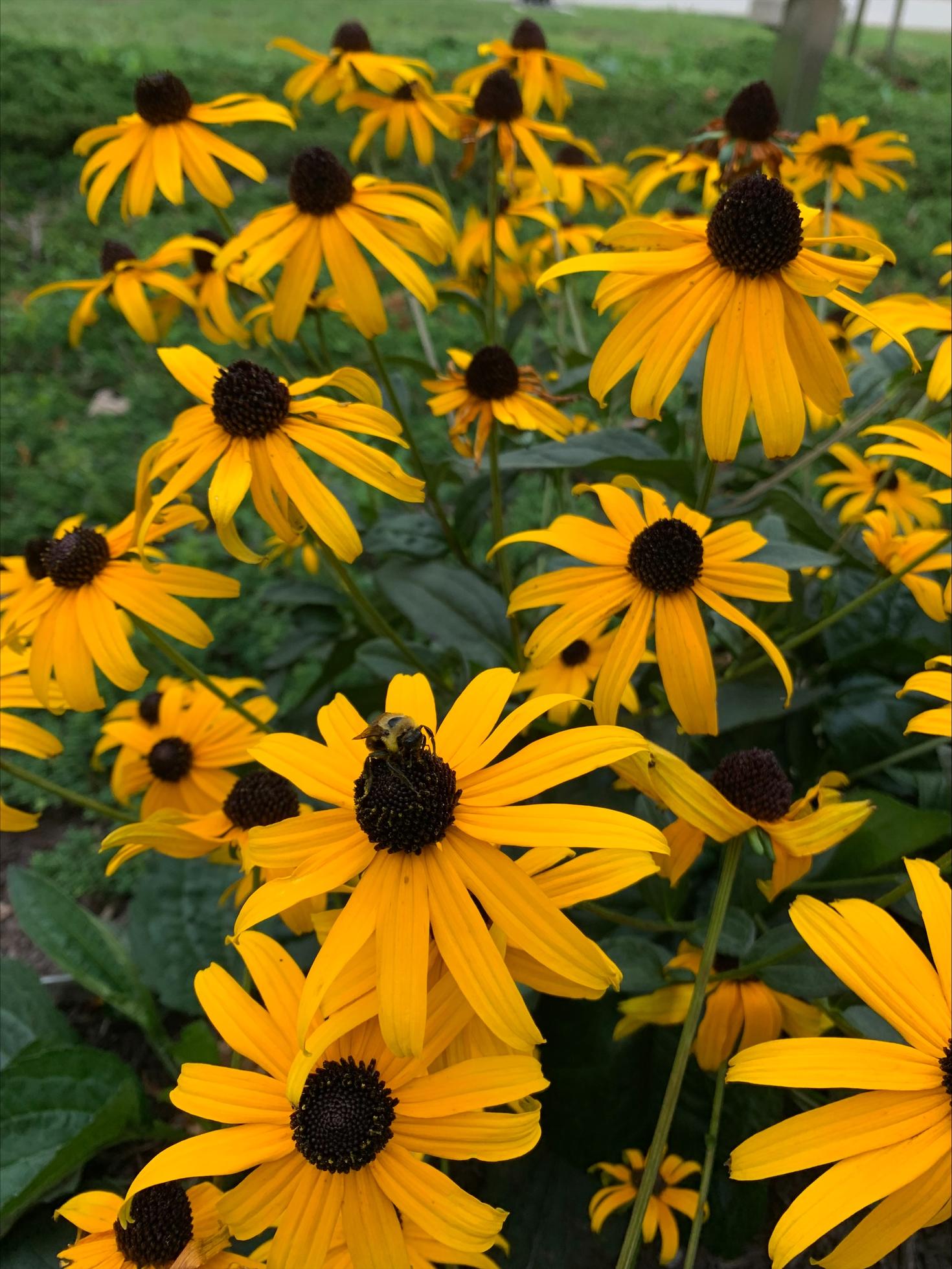 Pollinator-friendly flowers on campus