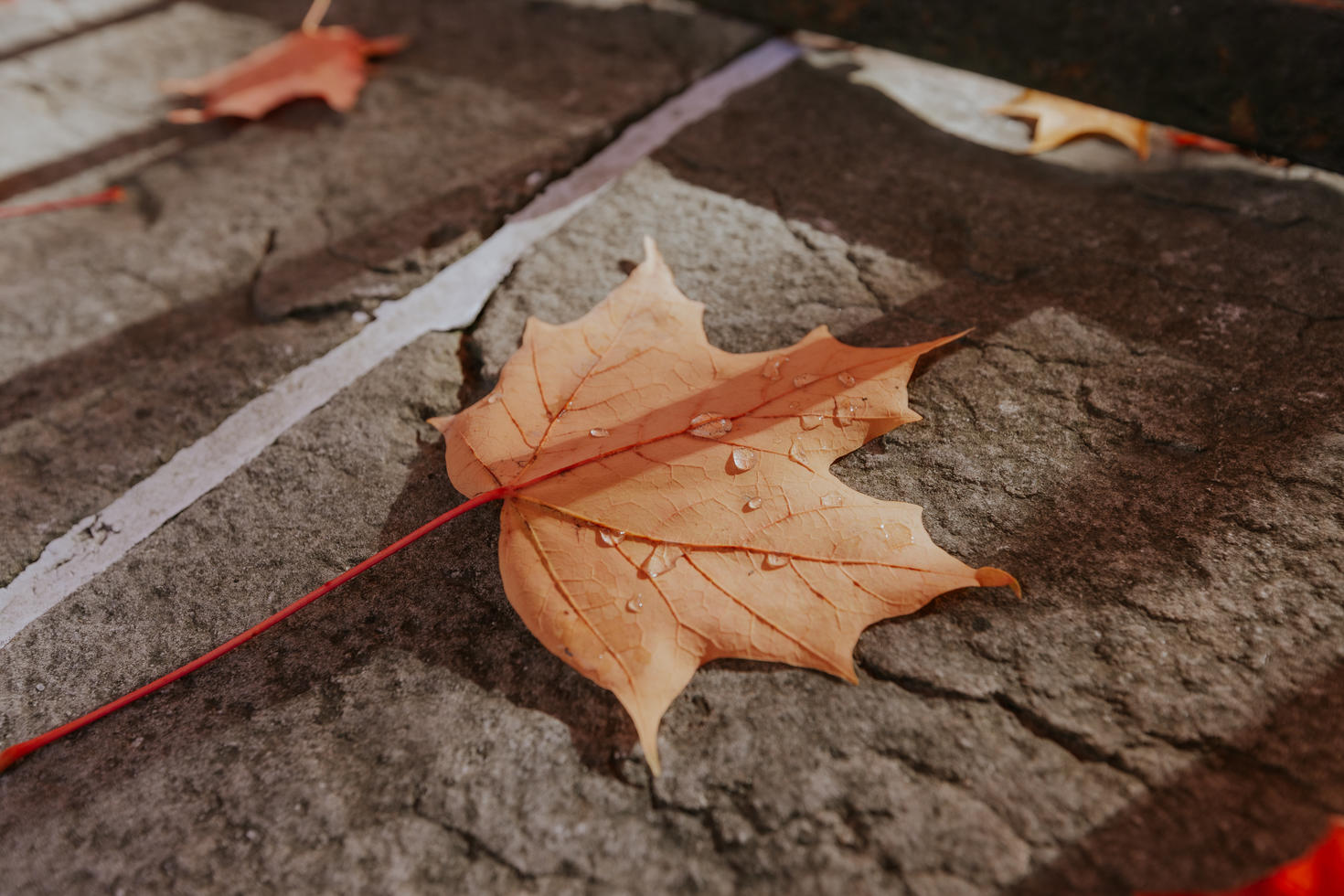 a maple leaf on a stone surface