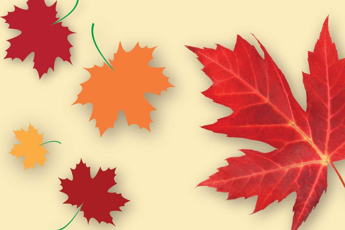 Maple Week Web Banner