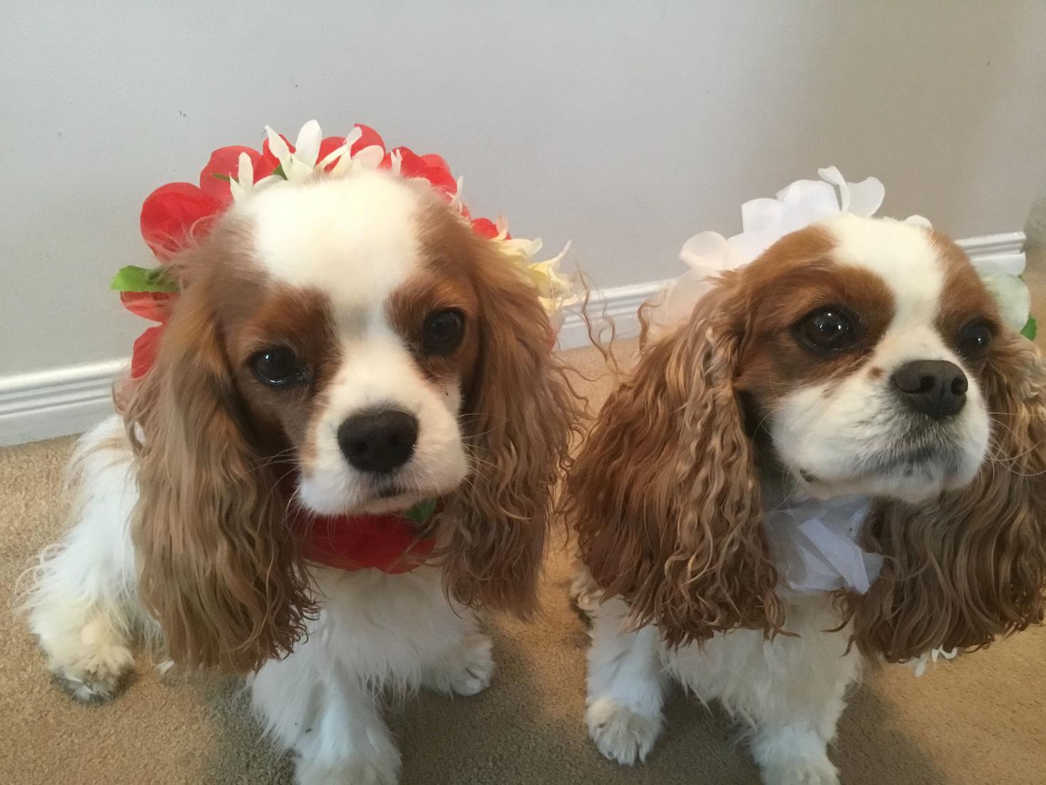 Fergus and Sam 