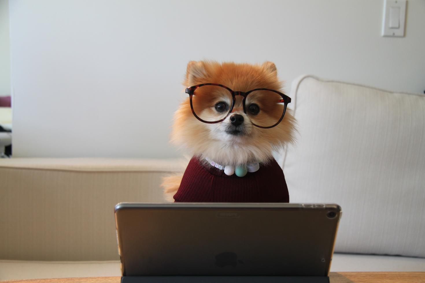 dog dressed as human, working on computer