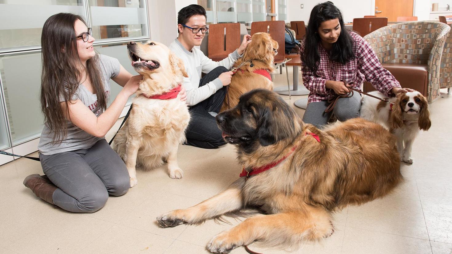 trois étudiants en zoothérapie s'occupent de chiens