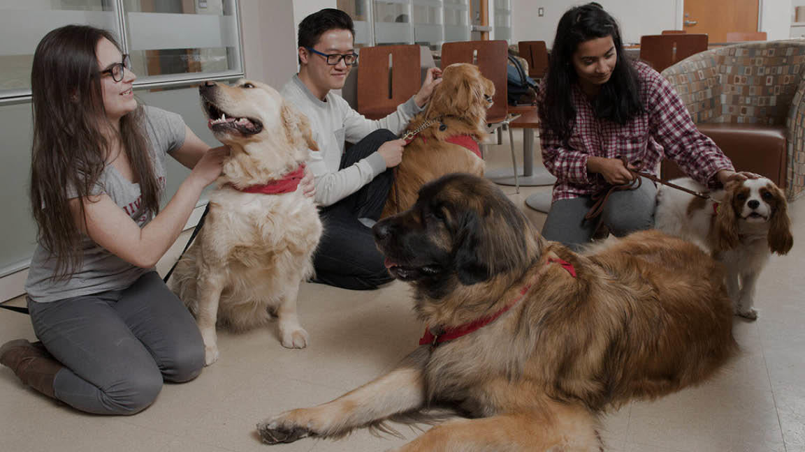 Students play with support dogs