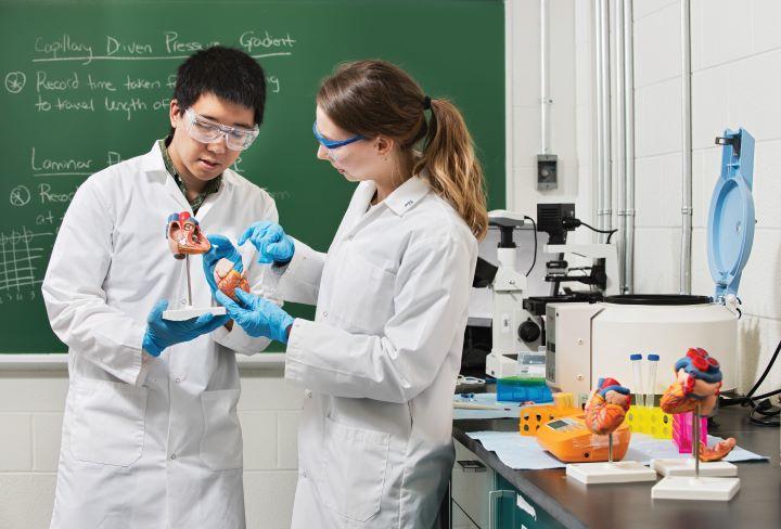 Deux étudiants tiennent un modèle 3D d’un cœur dans un laboratoire.