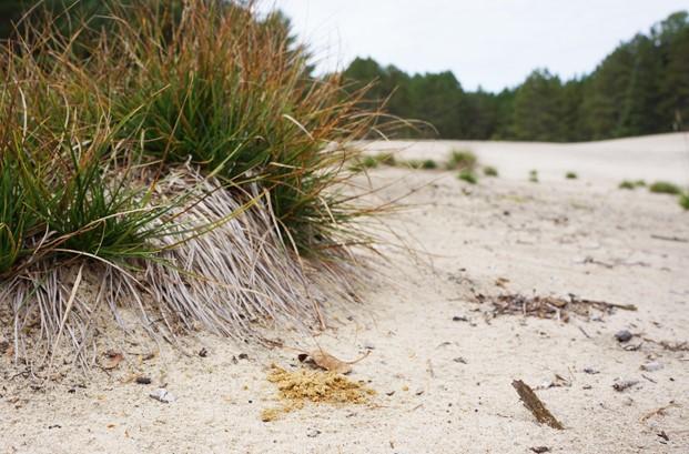 Dunes de sable