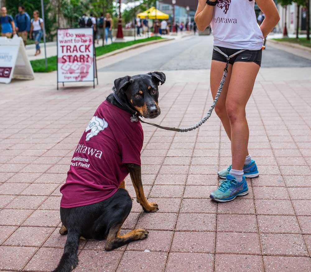 chien avec chandail des Gee-Gees
