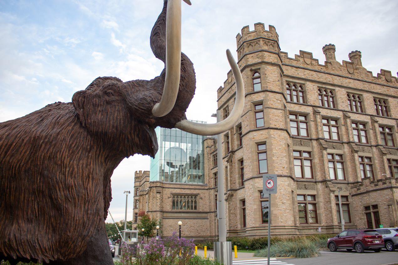 La statue d'un mammouth laineux devant le Musée canadien de la nature.