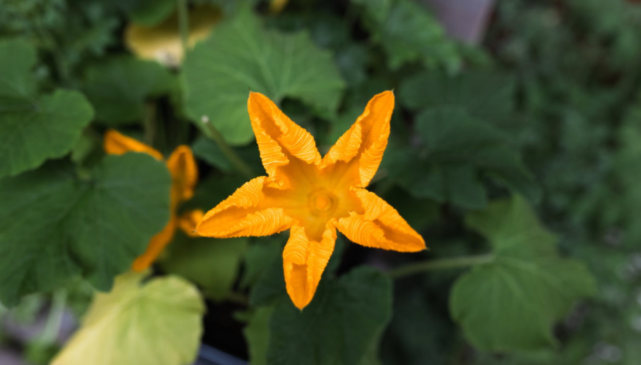 Fleur de citrouille.