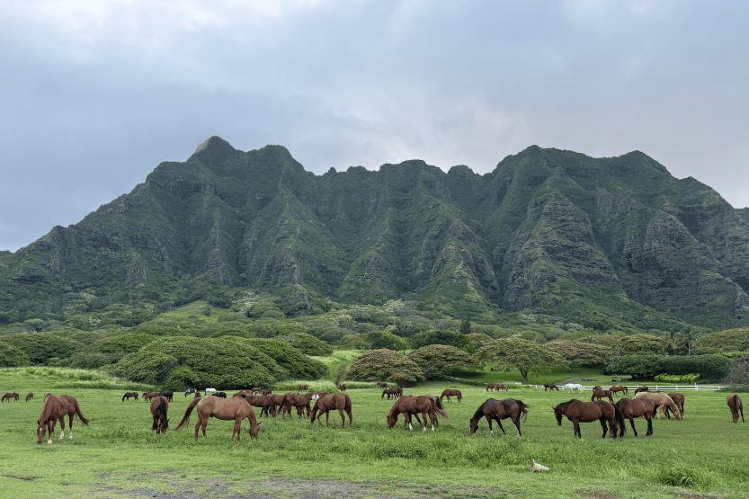 Des chevaux paissent dans un champ avec une montagne en arrière-plan à Manao, à Hawaï.
