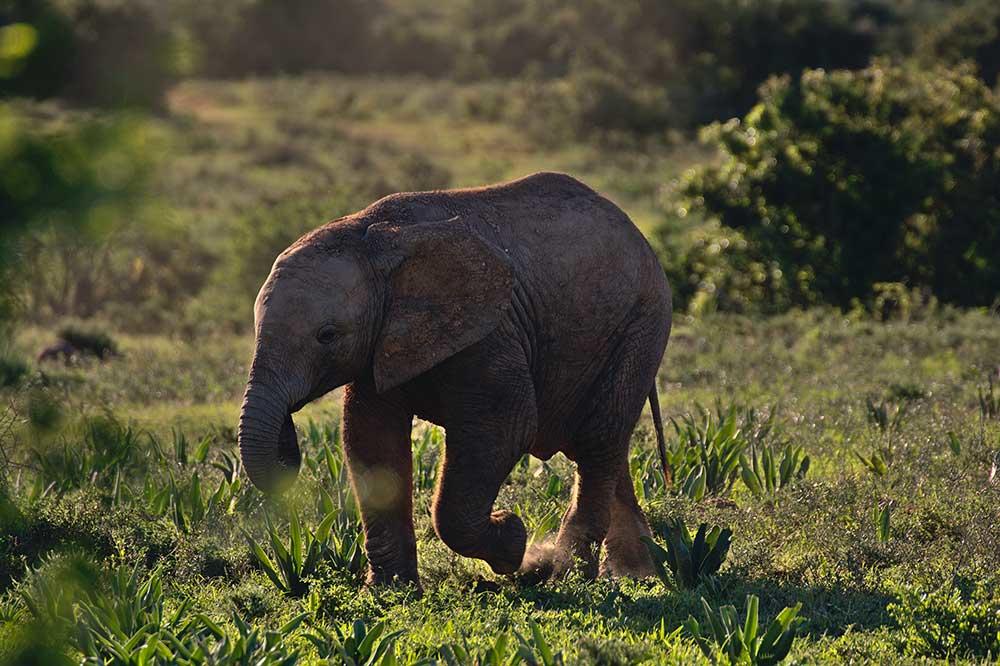 Un éléphant