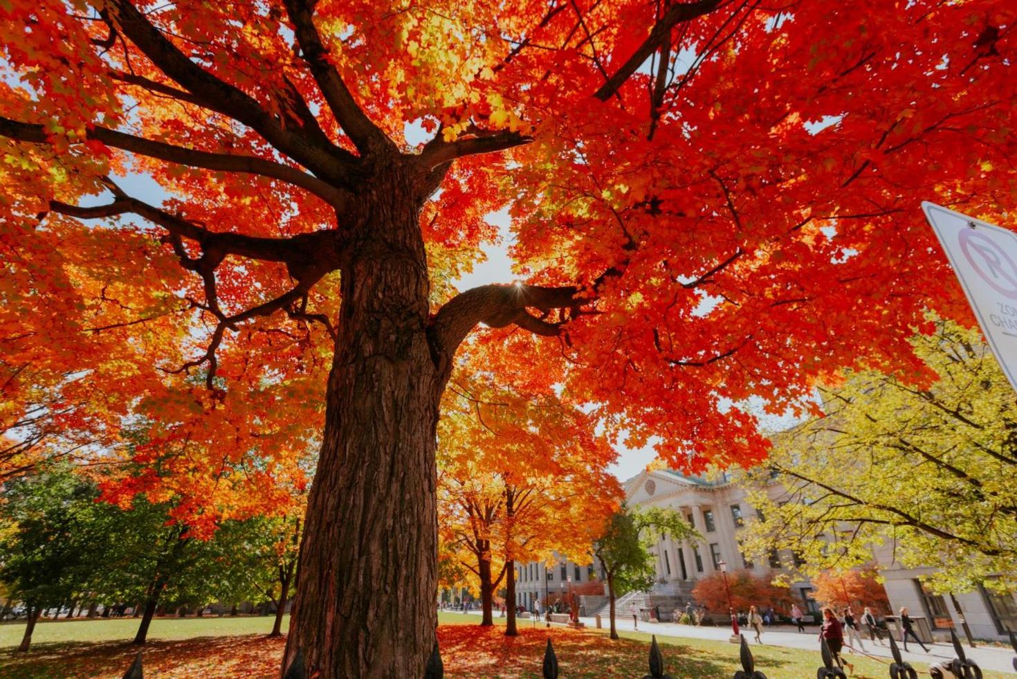 érable dans toutes ses couleurs d'automne devant le pavillon tabaret